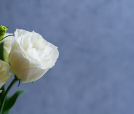 White flowers, funerals, backgrounds, postcards in mourning