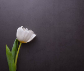 One beautiful bright white Tulip in close-up against a dark gray stucco wall