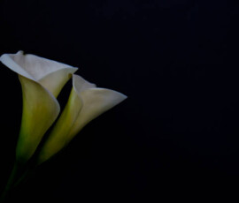 Minimalistic studio shot of calla lily inflorescence on isolated background with a lot of copy space for text. Universal multi occasional flowers for both celebration and grief. Flat lay, top view.