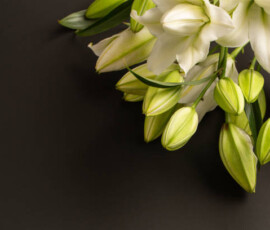14 february, 8 march, beautiful, bloom, blossom, bouquet, bud, card, closeup, color, day, decoration, elegance, female, floral, flower, for woman, fresh, freshness, gift, lilies, lilly, lily, macro, mothers day, natural, petal, plant, pollen, purity, romance, romantic, smell, space, spring, springtime, summer, valentines day, wedding, white, womans day