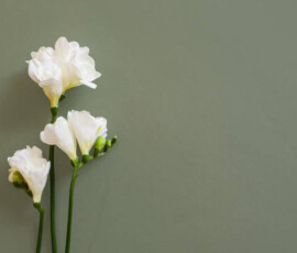 Top view of three white freesia flowers on a vintage green background. Clean beauty concept, spa, lean beauty concept. Your product here. Space for a text. Flat lay.