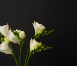 Nice white freesia flowers on black background